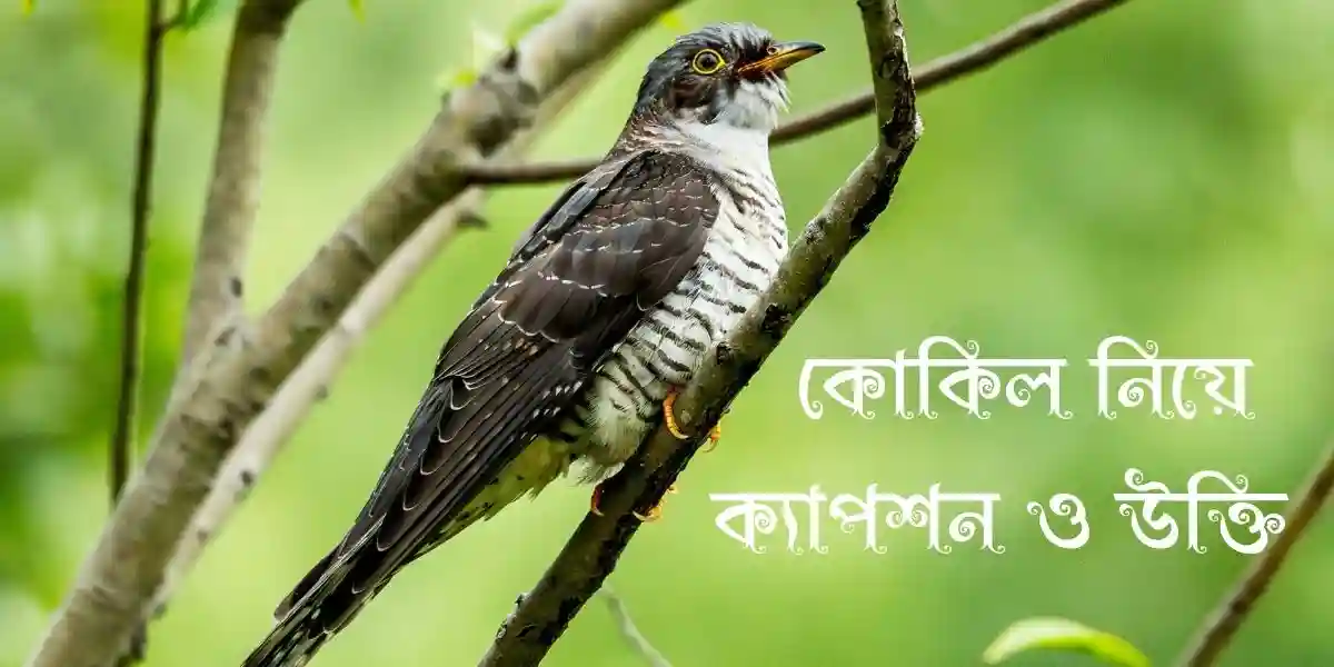 75+ কোকিল নিয়ে ক্যাপশন ও উক্তি