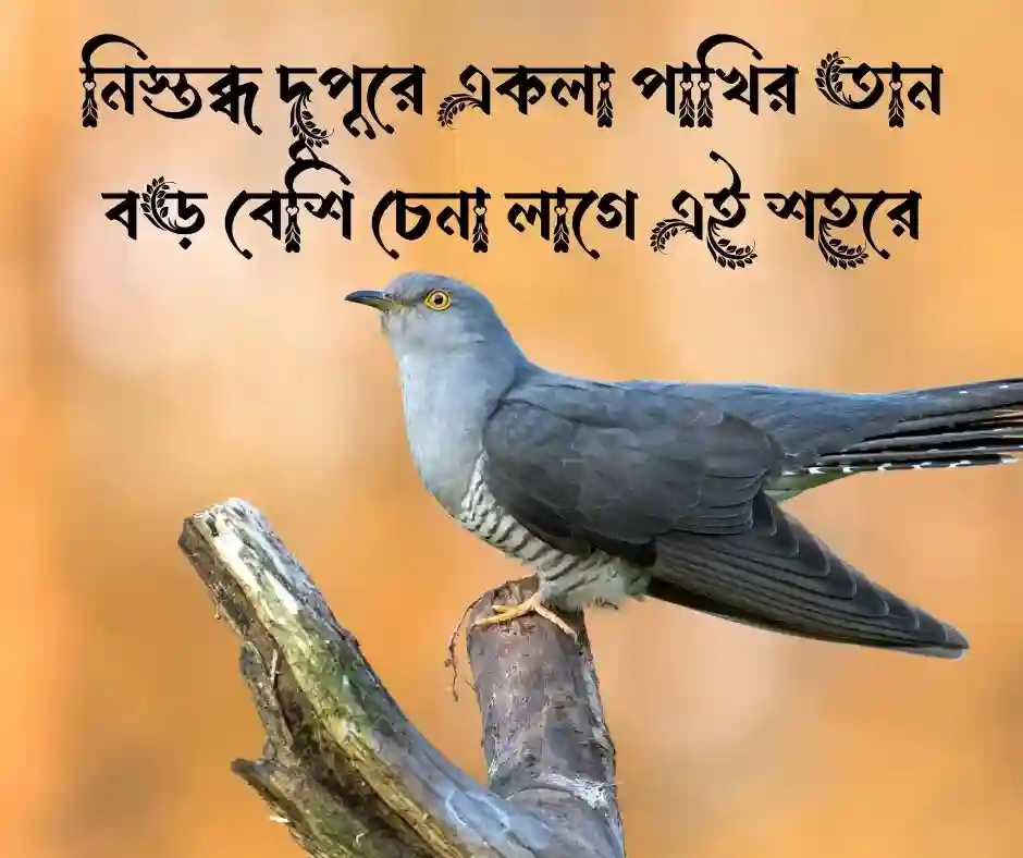 কোকিল নিয়ে উক্তি